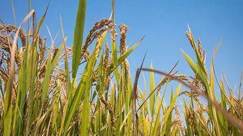 青海省已累計(jì)發(fā)放各類金融精準(zhǔn)扶貧貸款1665.5億元